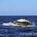 whale_humpback_sb_h_2572_dom2629.jpg